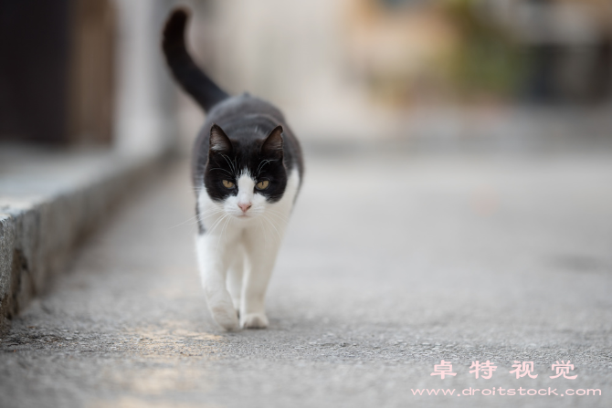 猫咪视频素材（可爱的小猫咪它们的特点品种和日常护理）