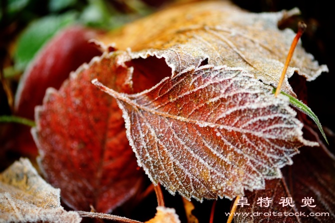 霜降图片素材（霜降秋季的最后一道寒意）