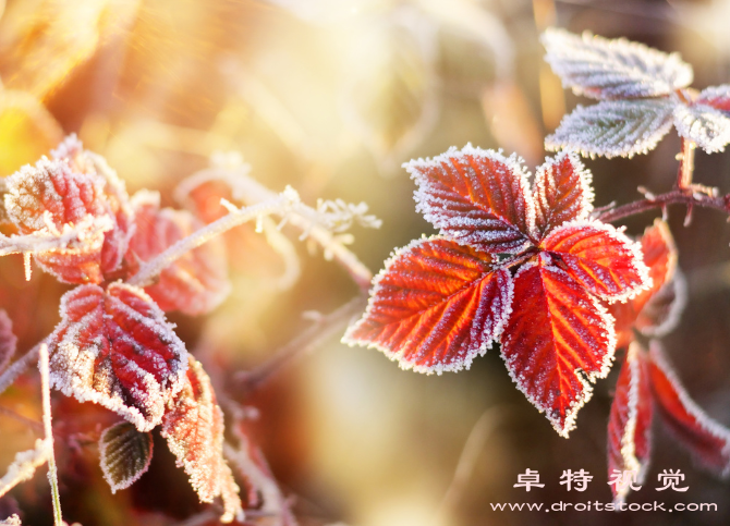 霜降图片素材（霜降秋末冷空气来袭的节气）