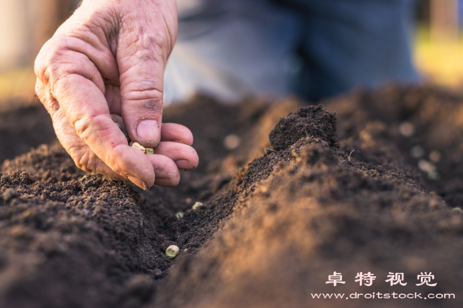 种子视频素材（种子从生命之源到丰收之果）