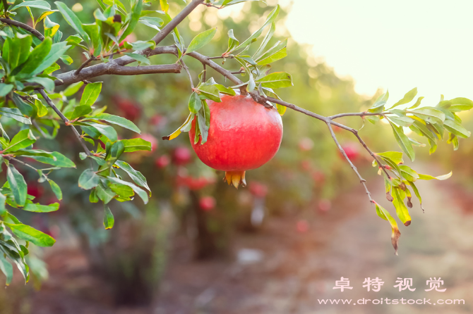 石榴树视频素材（石榴树下的甜蜜回忆）