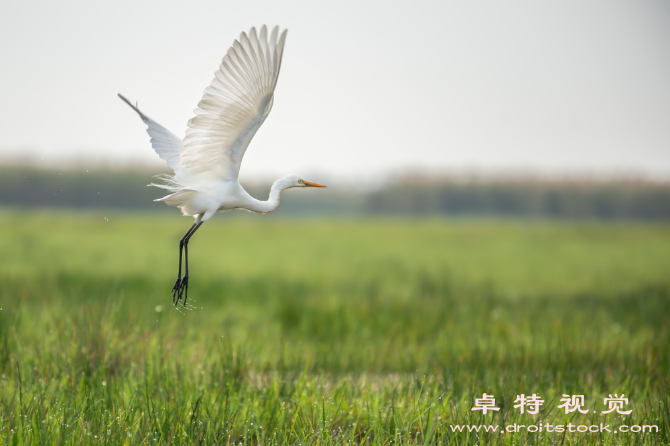 白鹭图片素材（白鹭群集水畔静观）