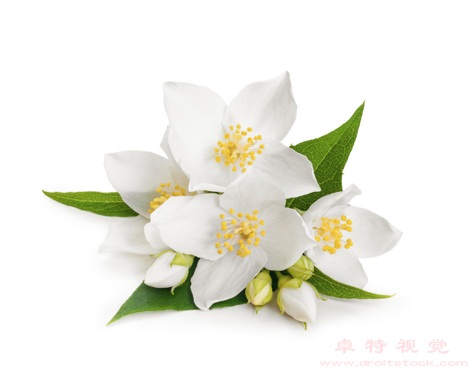 茉莉视频素材（茉莉花香气四溢的优雅花卉）