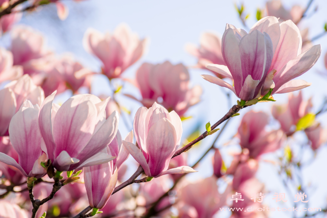 玉兰花视频素材（玉兰花皇家花园的皇后之花）