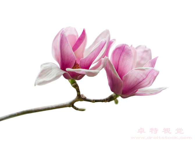 玉兰花视频素材（玉兰花皇家花园的皇后之花）