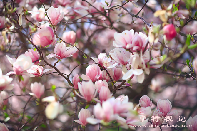 玉兰花视频素材（玉兰花皇家花园的皇后之花）