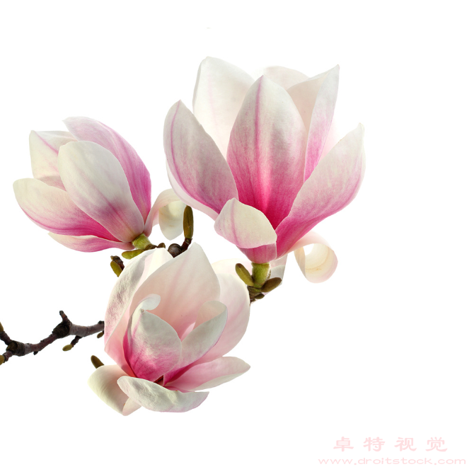 玉兰花视频素材（玉兰花皇家花园的皇后之花）