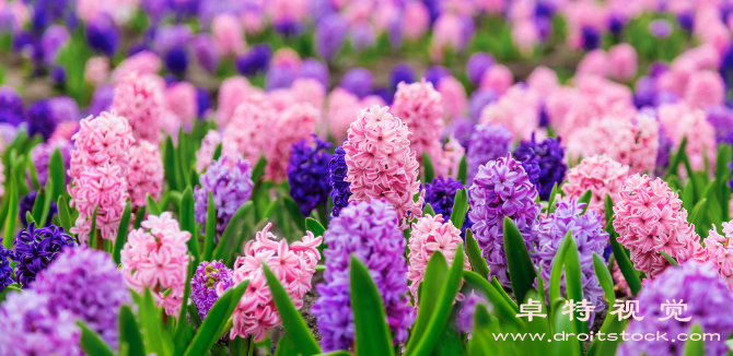 风信子视频素材（风信子花香四溢的春季美景）