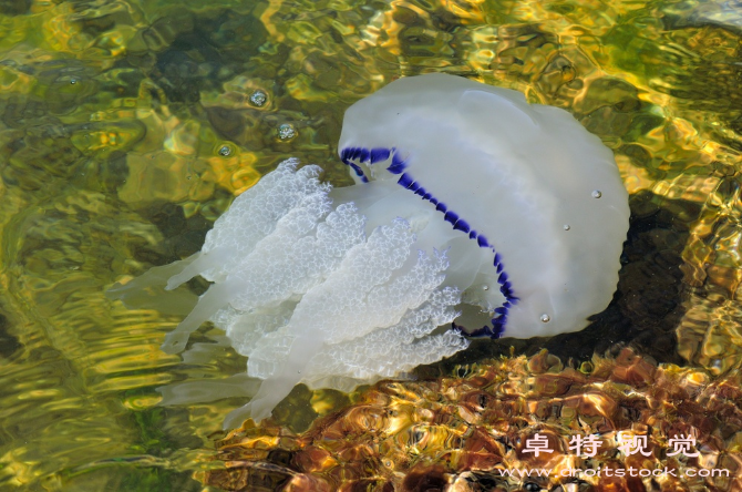 海洋生物视频素材（海洋奇妙生物大百科）