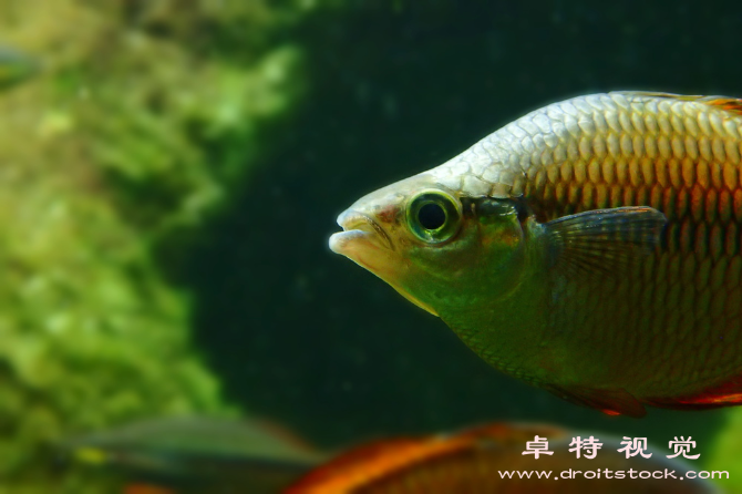 海洋生物视频素材（海洋奇妙生物大百科）