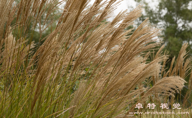 乡村景观视频素材（乡野风光无限好探索中国乡村景观的多彩世界）