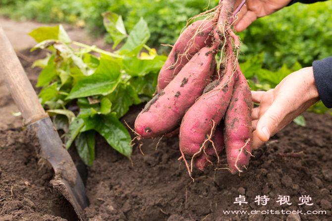 地瓜视频素材（地瓜营养丰富的健康食材）