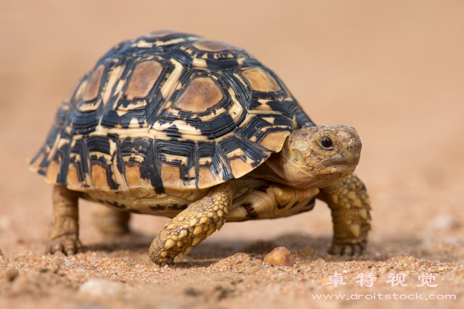 乌龟视频素材（乌龟生活在陆地和海洋中的神秘生物）