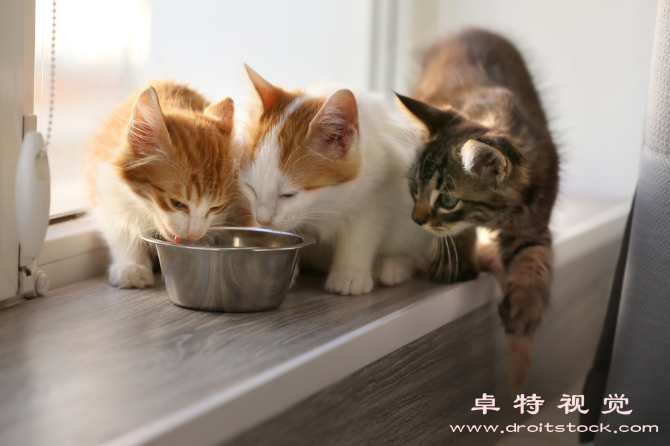 猫粮视频素材（猫粮如何选择健康营养的宠物食品）