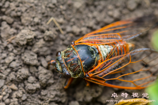 蝉视频素材（蝉声盛夏追寻生命之美）