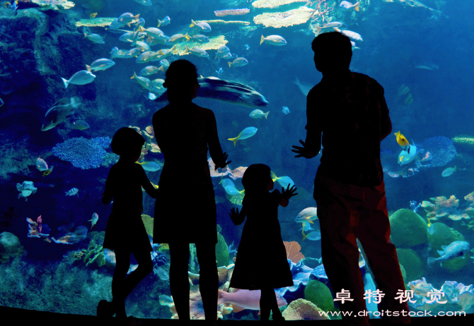 水族馆视频素材（探秘海洋世界水族馆里的神秘之旅）