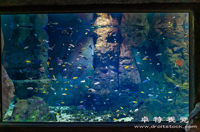 水族馆视频素材（探秘海洋世界水族馆里的神秘之旅）