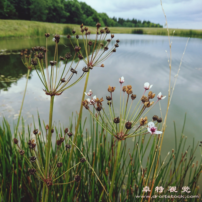 宁静视频素材（宁静之美远离喧嚣享受平静的生活）