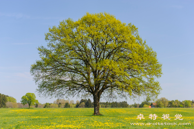 风景树视频素材（绿荫成荫风景树籁）