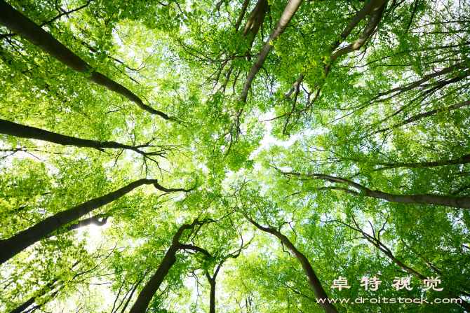 风景树视频素材（绿荫成荫风景树籁）