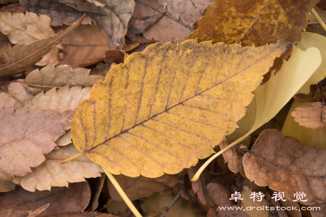 银杏叶图片素材（银杏叶古老药用植物的新发现）