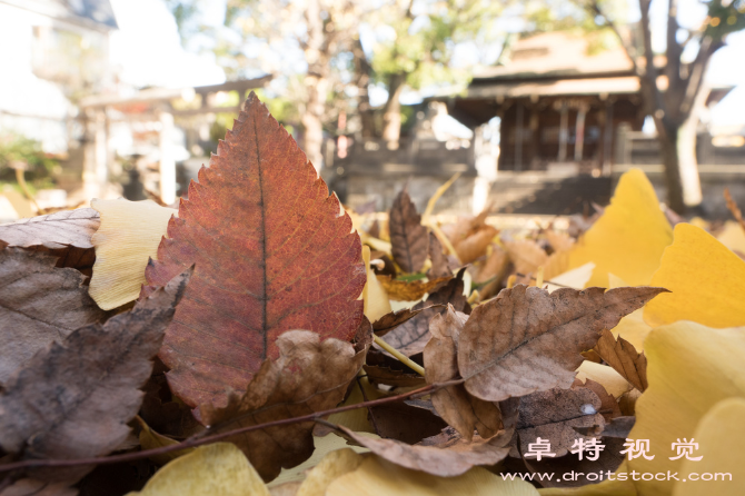 银杏叶图片素材（银杏叶古老药用植物的新发现）