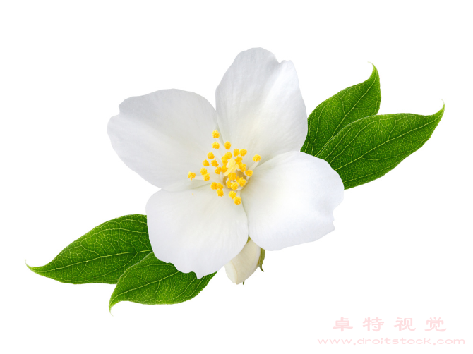 茉莉花图片素材（茉莉花芳香婉约的花中皇后）