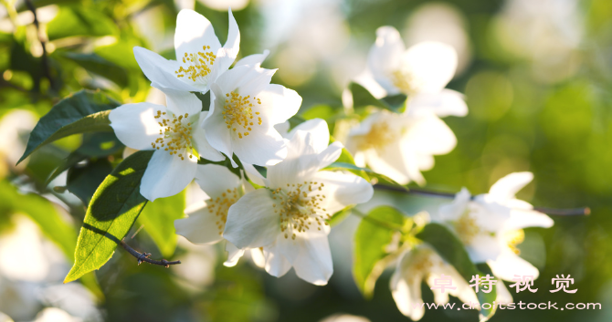 茉莉花图片素材（茉莉花芳香婉约的花中皇后）