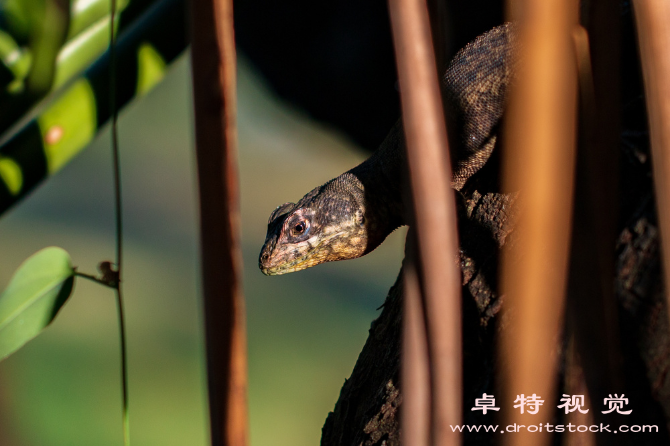 蜥蜴视频素材（了解蜥蜴的基本知识与特点）