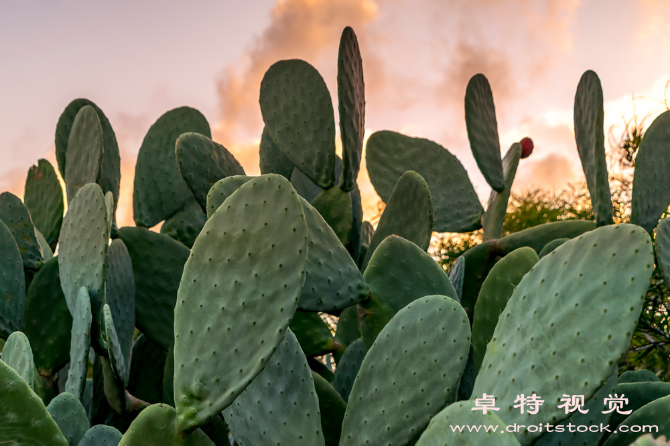 仙人掌图片素材（刺痛美丽探秘仙人掌王国）