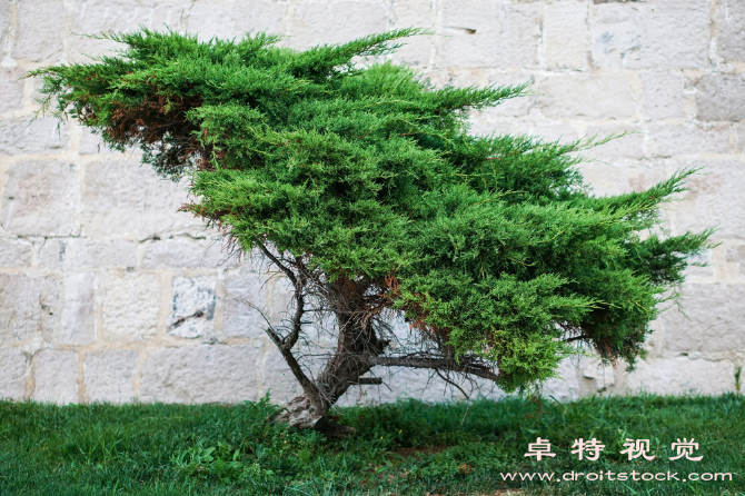 盆景图片素材（缤纷小巧的盆景装点家中靓丽风景）