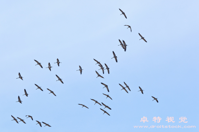 鹤图片素材（华夏神鸟传承千年的鹤文化）