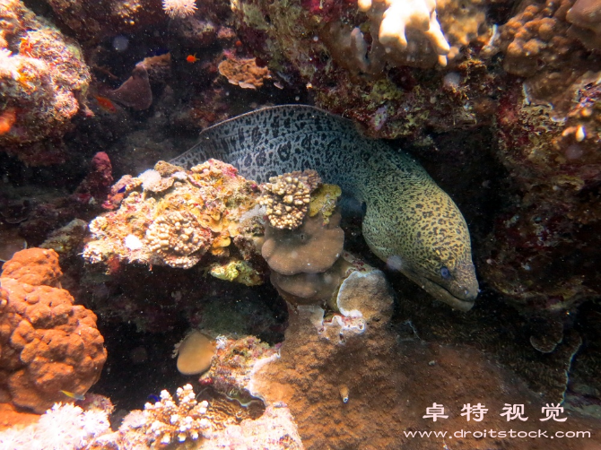 鳗鱼视频素材（深入探究鳗鱼的生态习性营养价值和养殖技术）