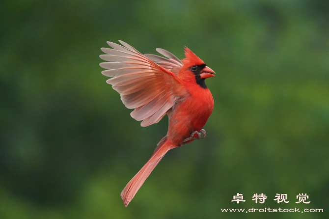 飞鸟图片素材（翱翔天际的飞鸟飞鸟的生态和行为特征）