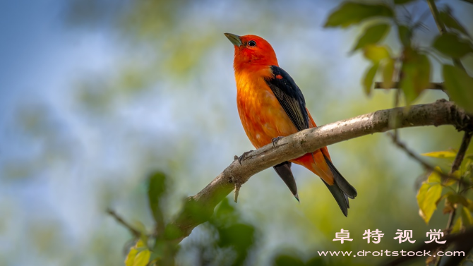 飞鸟图片素材（翱翔天际的飞鸟飞鸟的生态和行为特征）