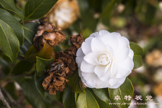 山茶花图片素材（盛开的山茶花缤纷绽放的美丽景象）