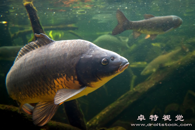 鲤鱼图片素材（探究鲤鱼的文化和生物学意义）