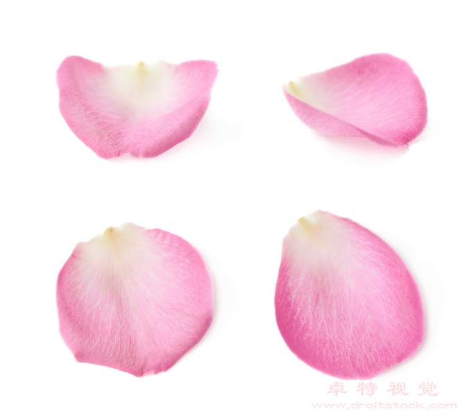 玫瑰花瓣视频素材（娇艳芬芳绽放玫瑰花瓣）