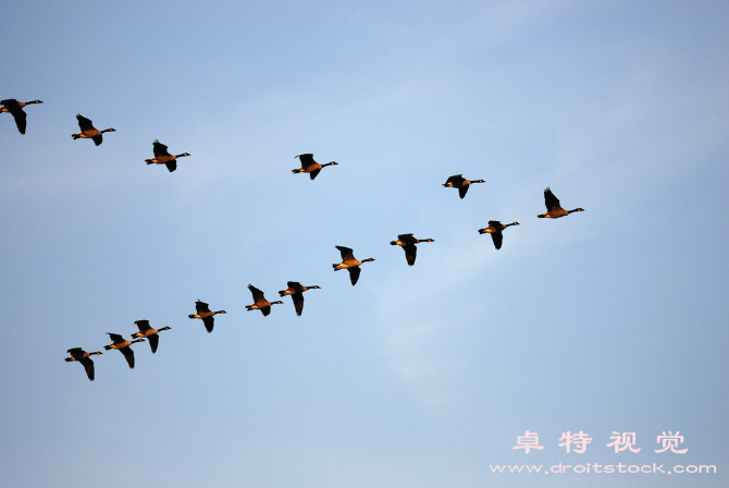 大雁图片素材（大雁的迁徙之谜从北极到南方的壮丽旅程）