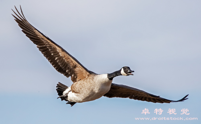 大雁图片素材（大雁的迁徙之谜从北极到南方的壮丽旅程）