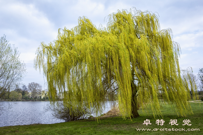 柳叶视频图片