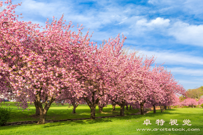 春花视频图片