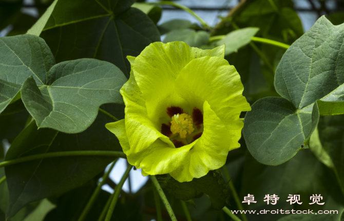 棉花地视频图片