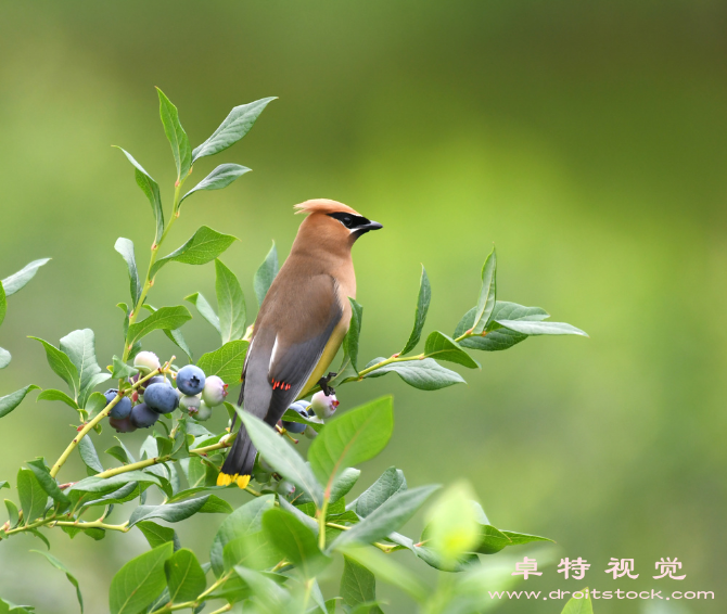 鸟图片素材