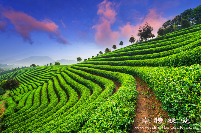 茶田图片素材