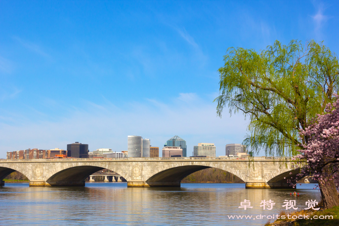 樱花大道图片素材