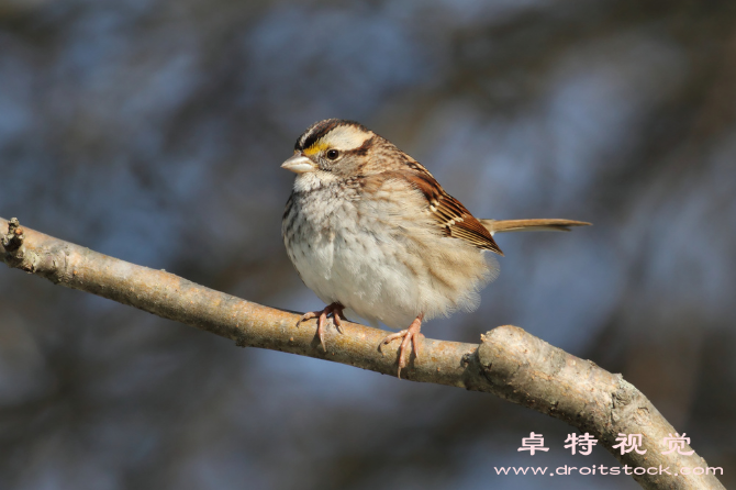 麻雀图片素材