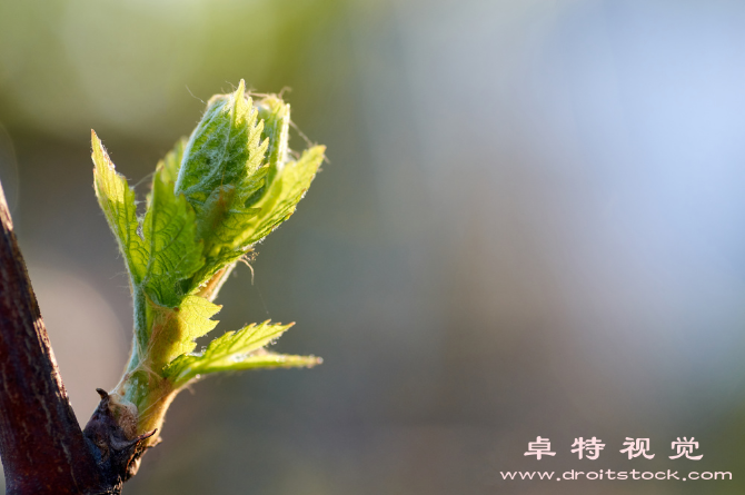 花苞图片素材