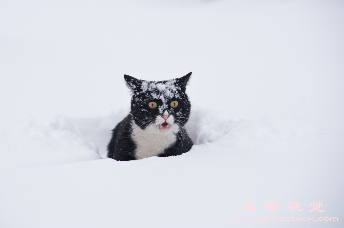 蓝猫图片素材