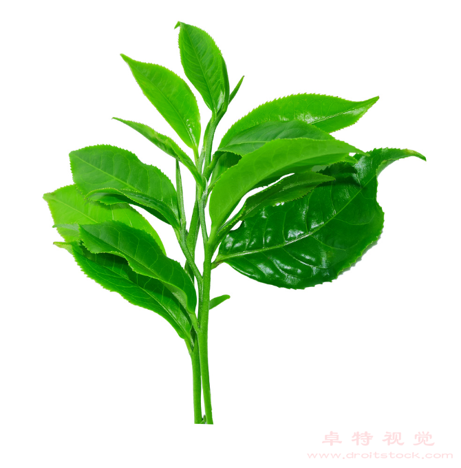 茶树图片素材